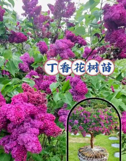 三年丁香树苗价格多少 丁香树苗如何种植方法