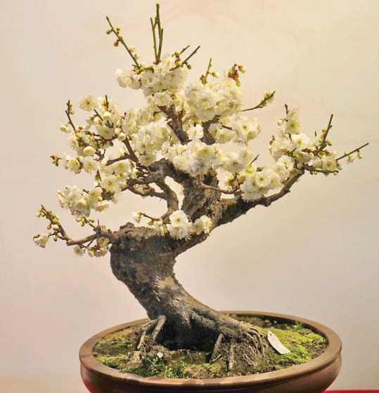 梅花盆景春季怎么养护 梅花盆景怎么养(梅花盆景的养护与管理)