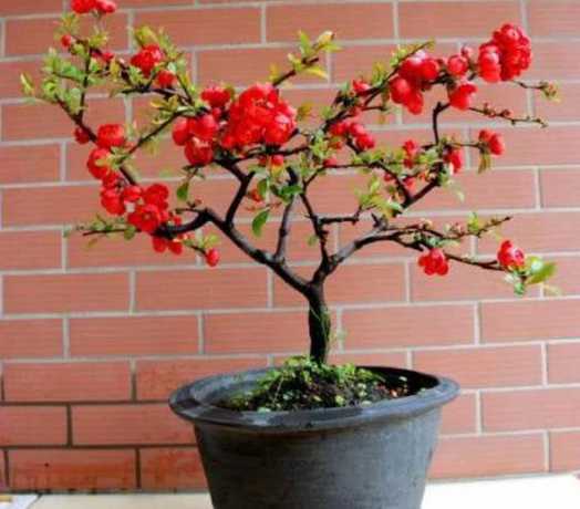 盆栽海棠冬季怎么养殖 海棠老桩盆栽的养殖方法