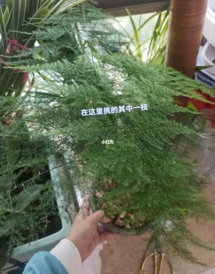文竹播种繁殖怎么繁殖 文竹的种子怎么播种 文竹的种子如何播种