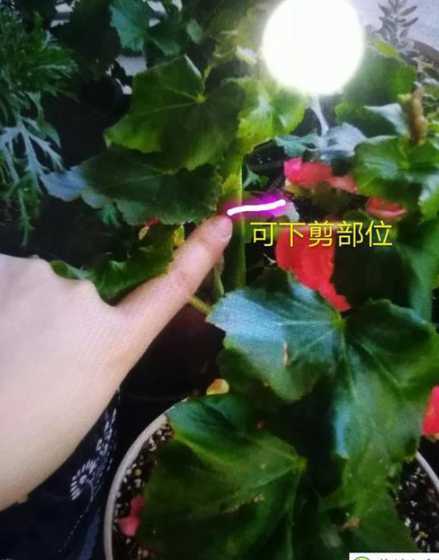 丽格海棠冬天怎么修剪 丽格海棠怎么换盆,冬天能换盆吗
