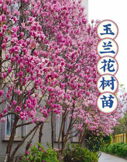 玉兰花树苗多少钱一颗 玉兰花一个杆能活吗