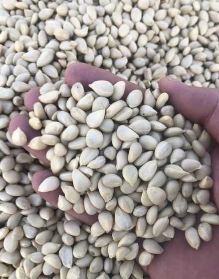 1斤枳壳种子有多少个 枳壳的种子要怎样播种