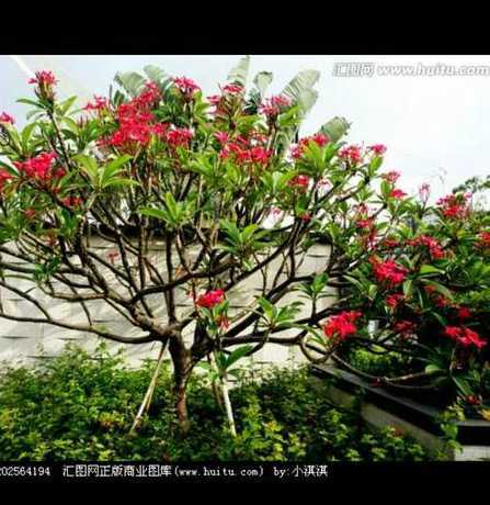 这是什么花树怎么管理 这是什么植物