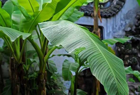 新中式庭院中什么植物 中式庭院景观设计有什么特色