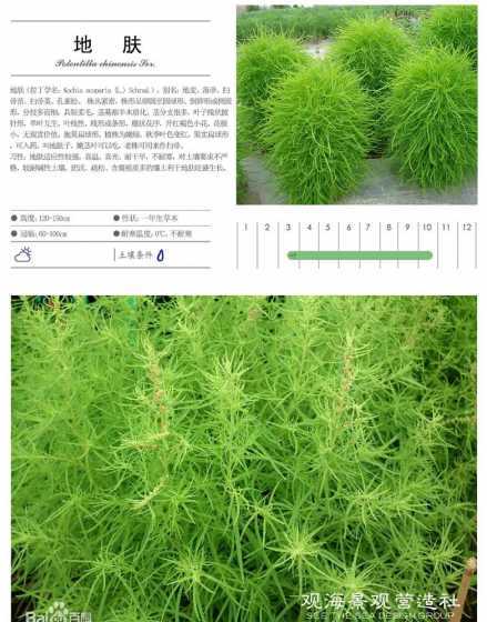 地肤草生长在什么地区 地肤草什么时候种植合适