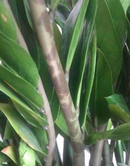 金钱树树为什么叶子少 金钱树小苗就两片叶子怎么办