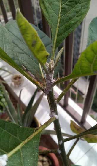 盆栽植物长虫怎么处理 盆栽植物叶子生病,像发霉,有虫子在叶面上,请问怎么治疗