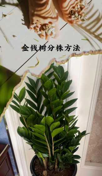种养金钱树应注意什么 金钱树用什么土种好