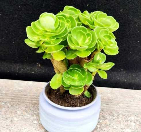 肉肉植物盆栽怎么样养 可以用吸水盆栽肉肉吗