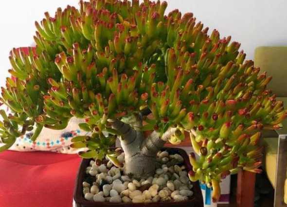 吸财树用什么盆栽好看 吸财树的养殖方法有什么