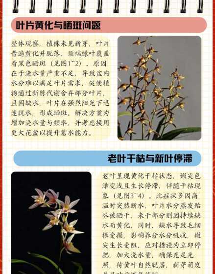 墨兰叶子发黄怎么补救 墨兰叶子发黄的原因是什么 解决方法有哪些
