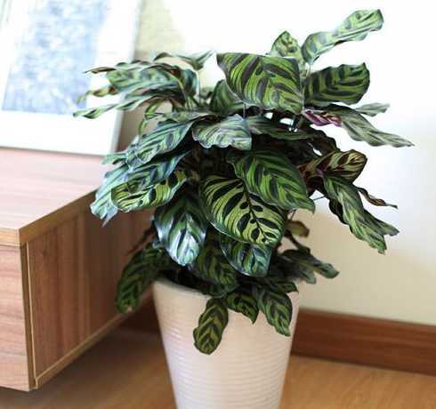 什么植物可以吸附雾霾 家里种什么植物能够对抗雾霾呢