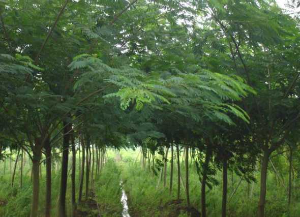 栽种的合欢树多久成活 芙蓉树盆栽多久浇水