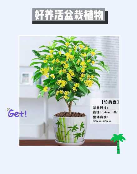 桂花可以插杆多久开花 桂花树几年开花