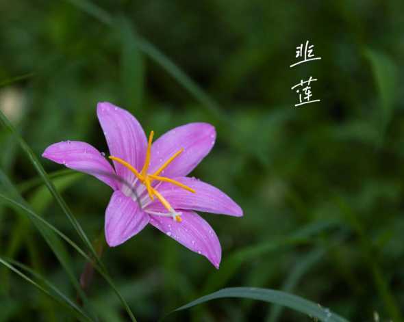 韭兰为什么又叫风雨花 韭兰为什么又叫风雨花 韭兰的花语和寓意是什么