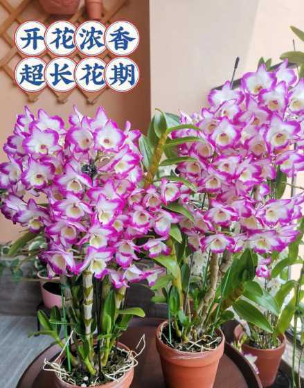香水石斛兰冬天怎么养 香水石斛兰的花语和寓意