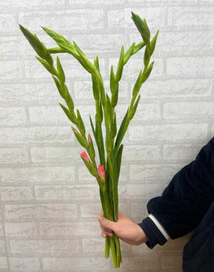 剑兰在什么位置打花苞 插花有什么技巧么