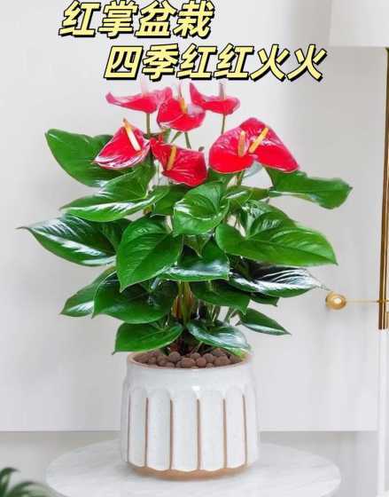为什么家里不能送红掌 家里不能养红掌的原因