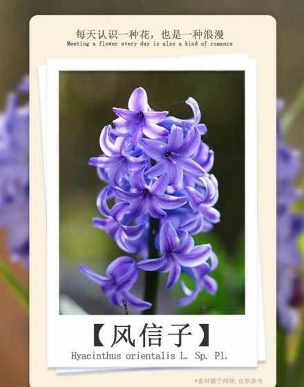 风信子为什么代表生命 不同颜色的风信子都有什么寓意 风信子花语及颜色代表意义