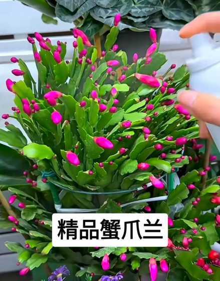 不嫁接的蟹爪兰怎么养 嫁接的蟹爪兰怎么养护