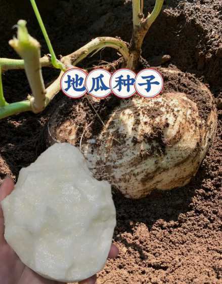 红薯种子怎么保存过冬 红薯怎么留种子