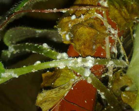 花上面的白虫子为什么 家里植物叶子上沾满了白色小点点,应该是虫子,怎么办