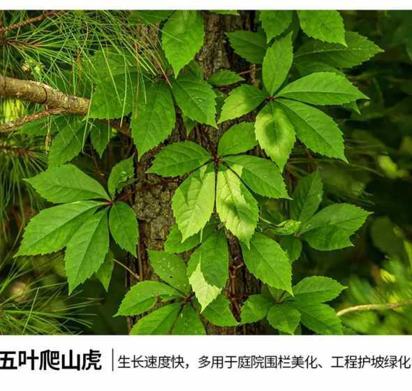 有什么植物代替爬山虎 生活中还有哪些植物跟爬山虎相似