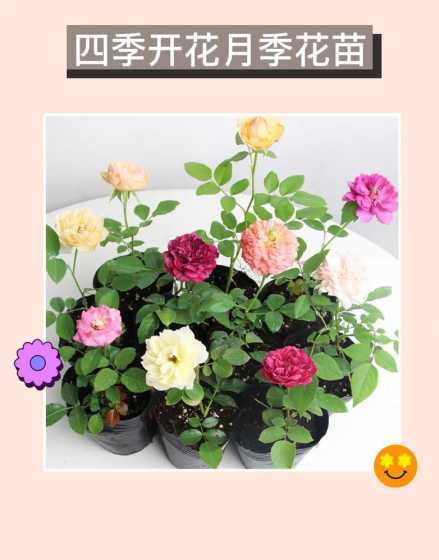 什么花比较容易吸甲醛 什么花去甲醛最好