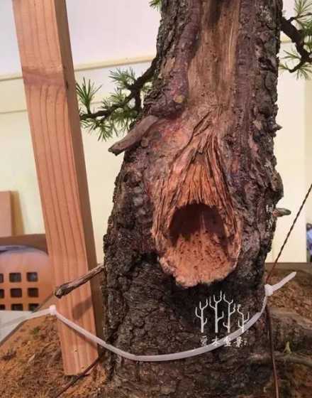 盆景树桩锯口怎么处理 盆景制作中树桩伤口如何处理