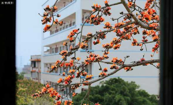 学校适合什么树什么花 学校栽什么树能旺财 学校种什么树风水好