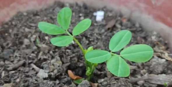 花生为什么长在盆边上 家中的花生了蚜虫 怎么办 为什么会生虫子
