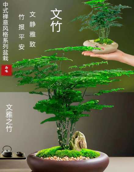 文竹吸水盆应放什么水 文竹盆栽是喜水不喜水