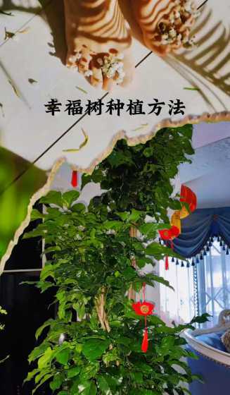 幸福树在家种植怎么样 幸福树剪枝下来能不能种植