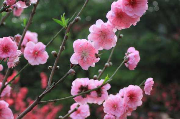 桃花怎么才会提前开花 桃花开花的顺序是什么