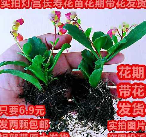 倒挂灯笼夏天怎么养护 倒挂金钟花期怎么养护