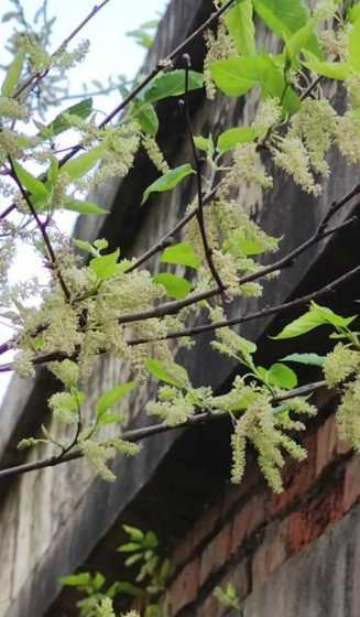 桑树的花儿是什么颜色 桃花的文言文怎么说喷