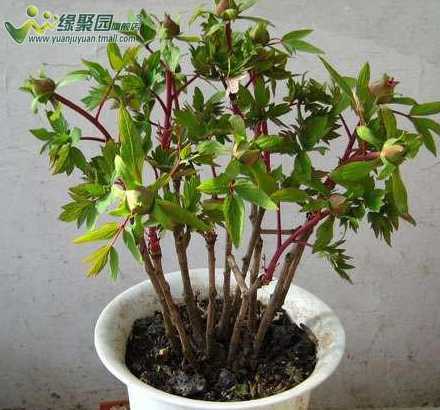 牡丹开花前期怎么管理 牡丹春节开花后怎么管理