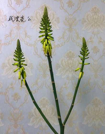 芦荟出花苞应注意什么 芦荟长花苞了怎么回事