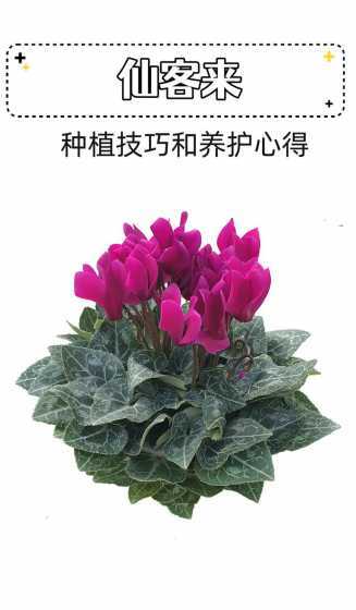 仙客来刚上盆怎么养护 仙客来换盆把原土都弄掉了 裸根上盆该怎样养护