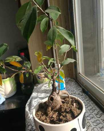 人参榕叶子发黄怎么办 人参榕叶子发黄掉叶子