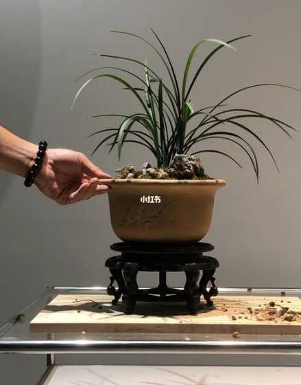 盆景兰花怎么日常养护 兰花盆景的制作方法