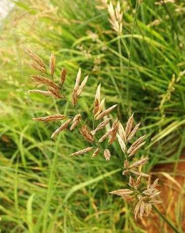 高羊茅是什么季节性草 种植草皮规范要求,草皮什么季节合适种植