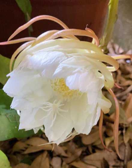 昙花在什么季节开放的 昙花在什么季节开