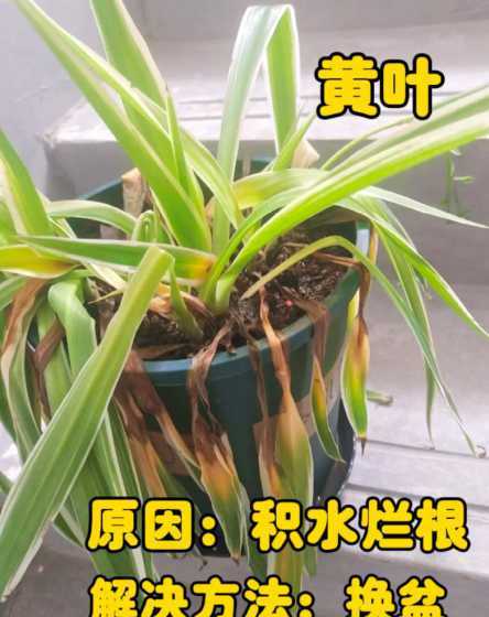 吊兰夏天为什么栽不活 吊兰夏天可以进行扦插吗