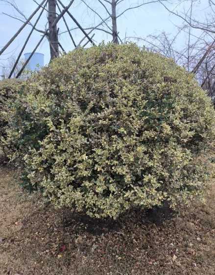 银姬小蜡球是什么植物 银姬小蜡球是常绿还是落叶