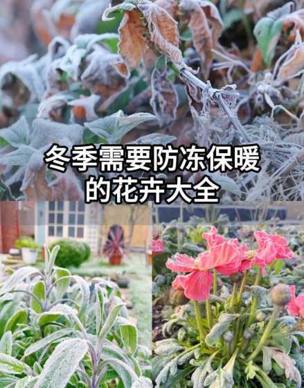 室内植物冬天怎么防冻 冬天室外植物的防冻方法