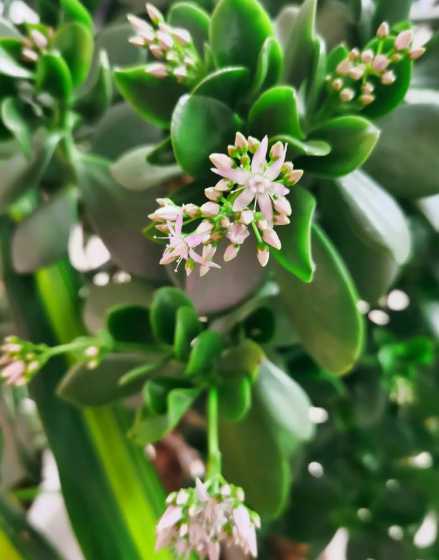 燕子掌在什么季节开花 燕子掌多久开花一次