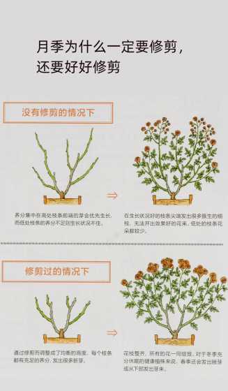 成都月季什么时候修剪 菊花在一天的什么时间里开放