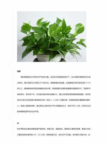 为什么不能养太多绿萝 家里为什么不能养绿萝呢